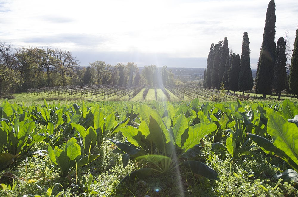 Campi coltivati e filari alberati al tramonto.