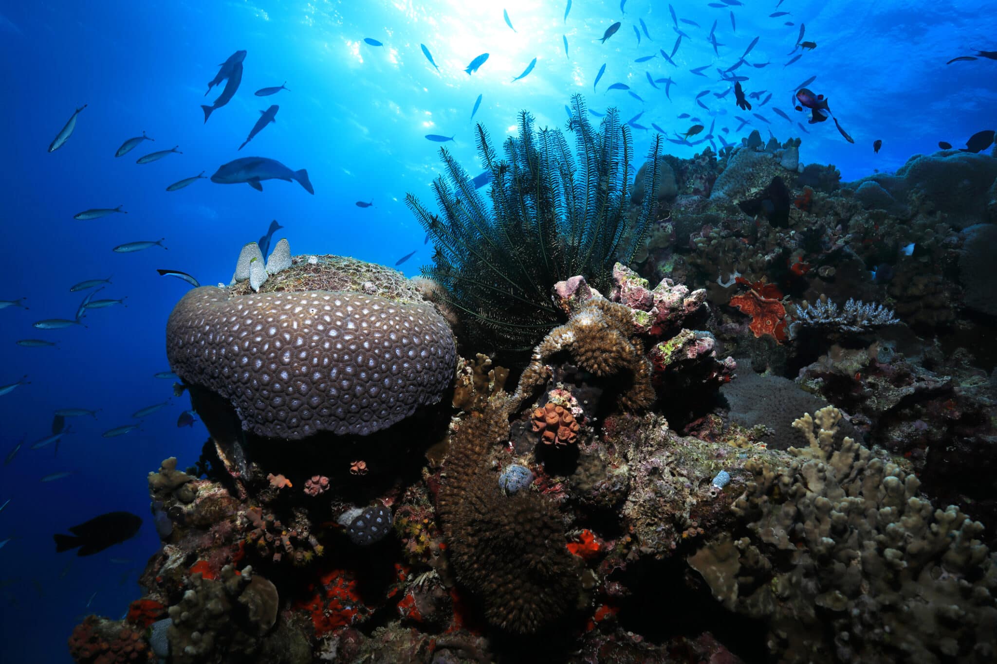 Grande scogliera di barriera. Bei coralli e piccolo pesce subacquei nella Grande barriera corallina dell'Australia