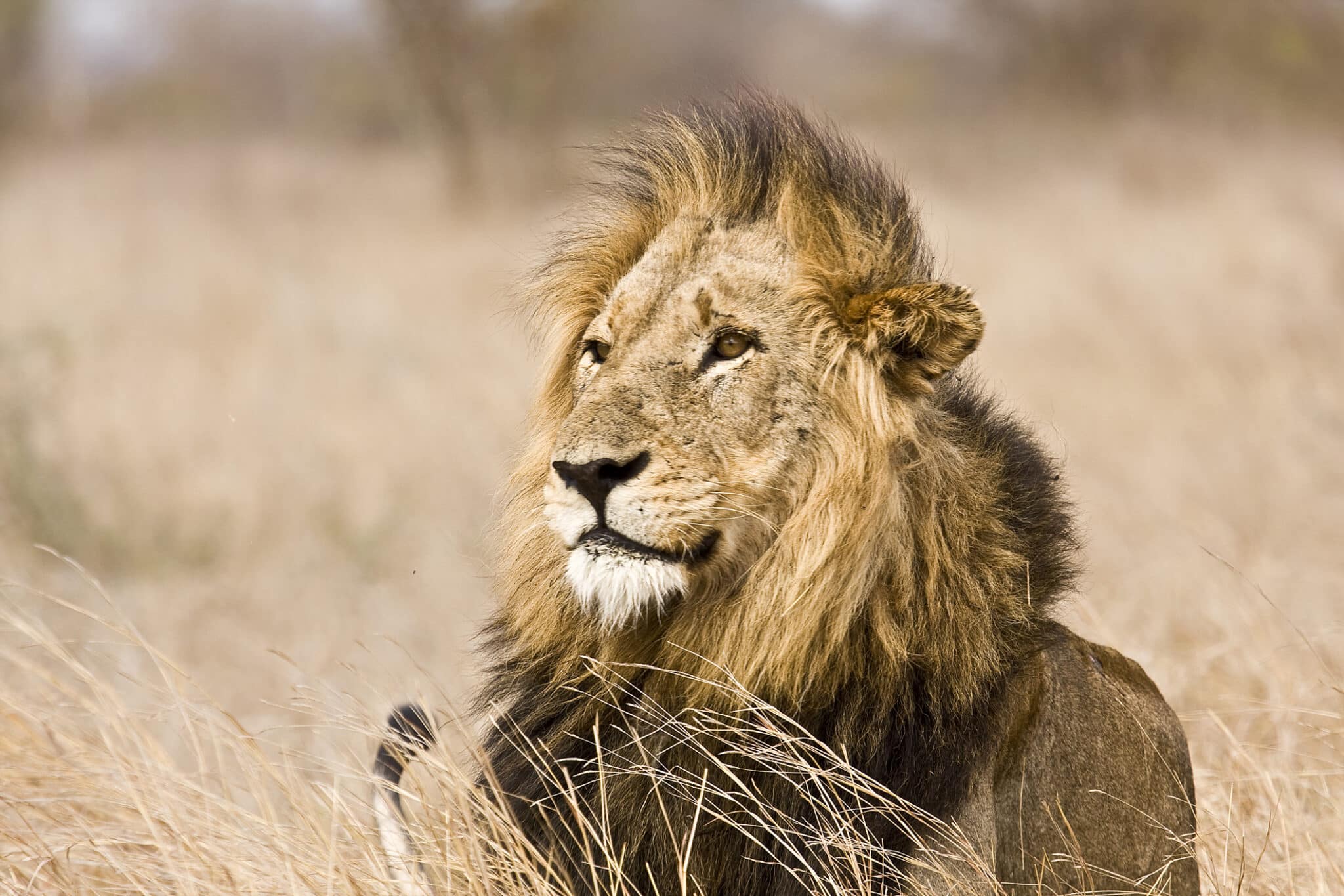Leone maschio selvaggio, parco nazionale di Kruger, Sudafrica