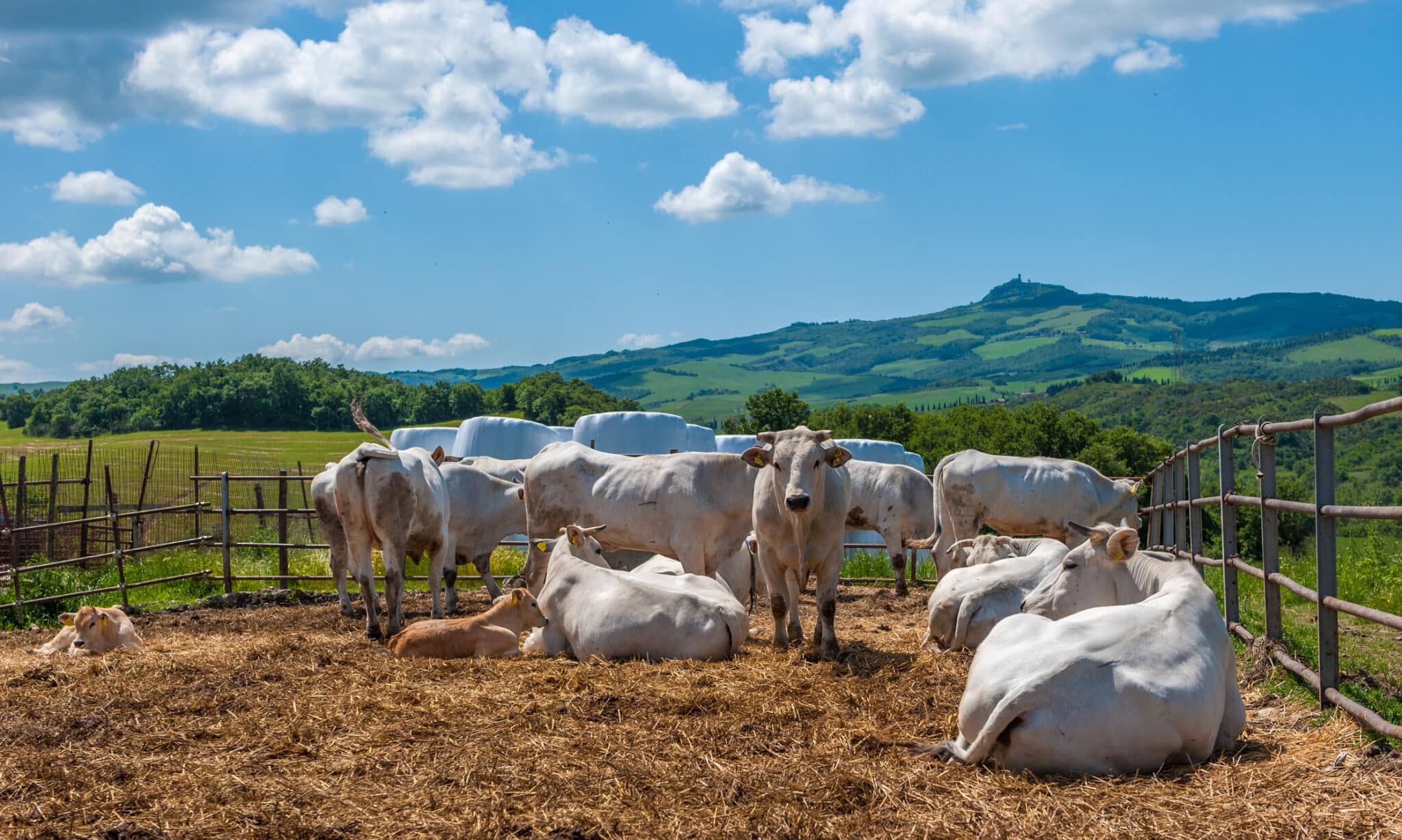 Razza Chianina a Firenze