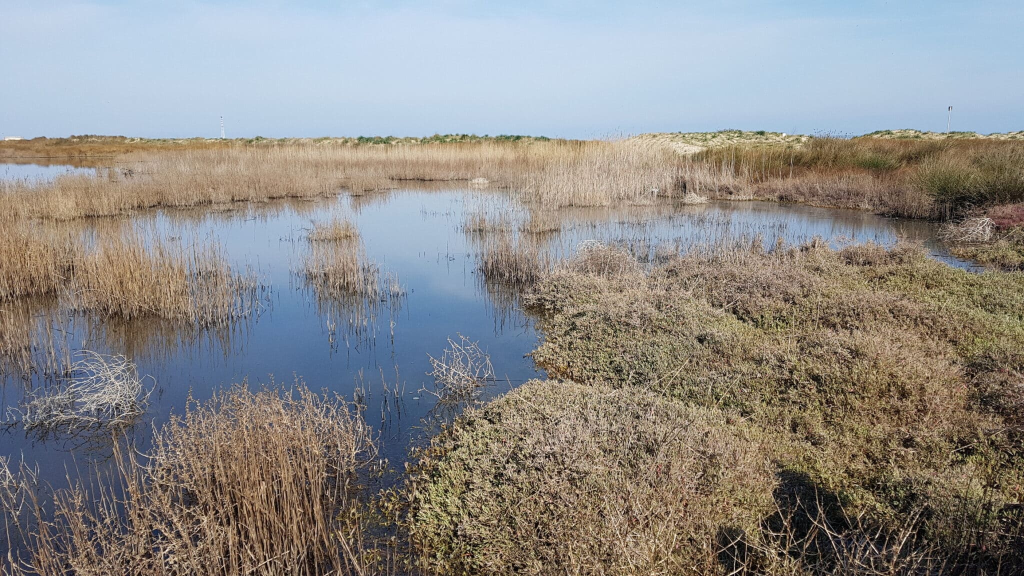 Palude d'acqua salata a Punta della Contessa vicino a Brindisi, Italia