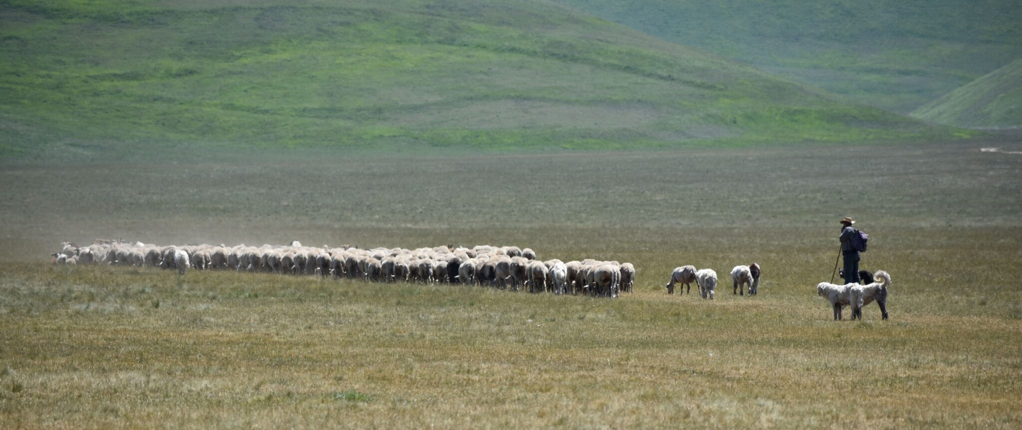 意大利诺尔恰 Castelluccio di Norcia 的 Piano Grande，牧羊人与羊群的全景照片