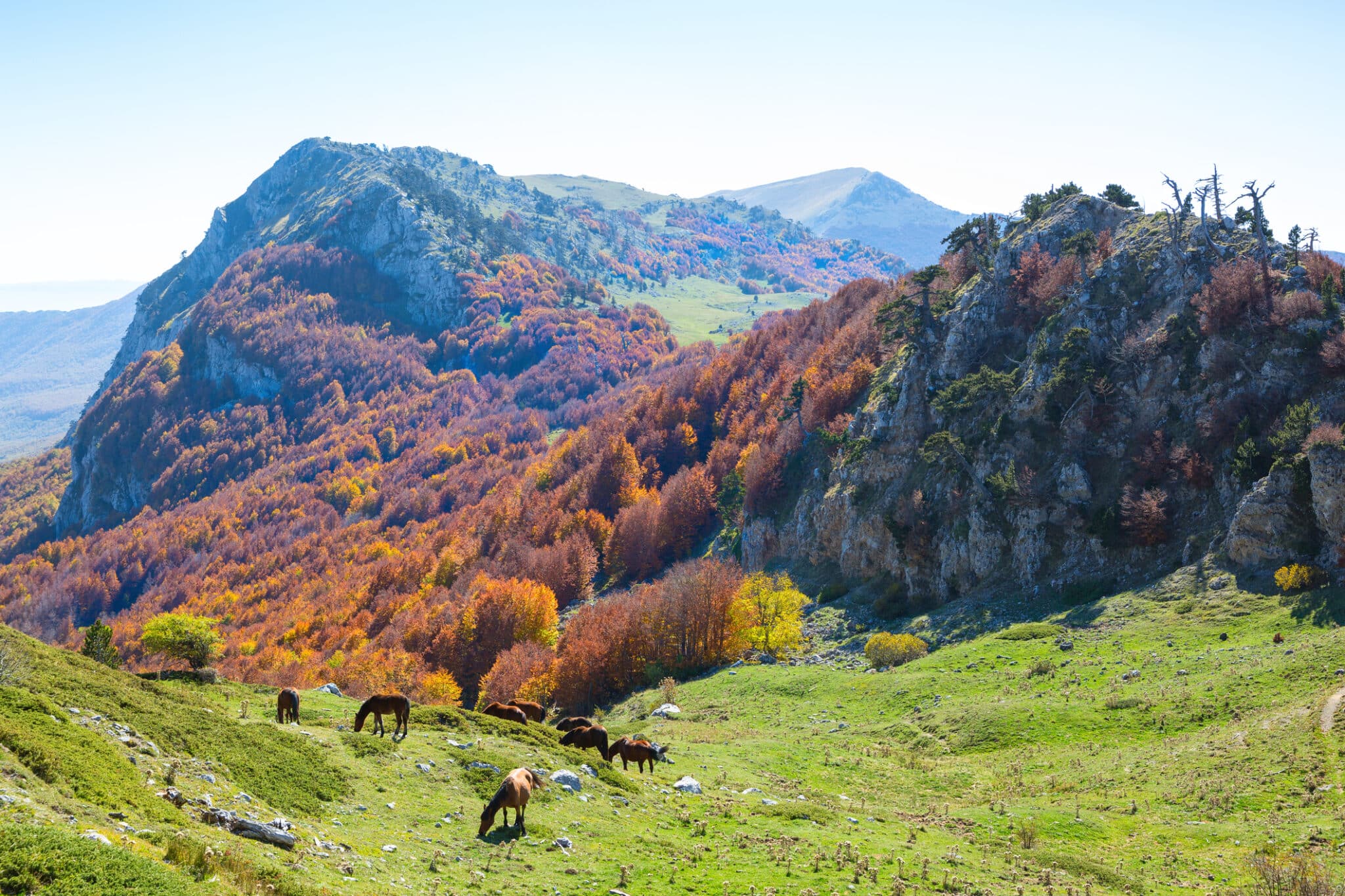 autunno nel parco nazionale del pollino, italia meridionale.