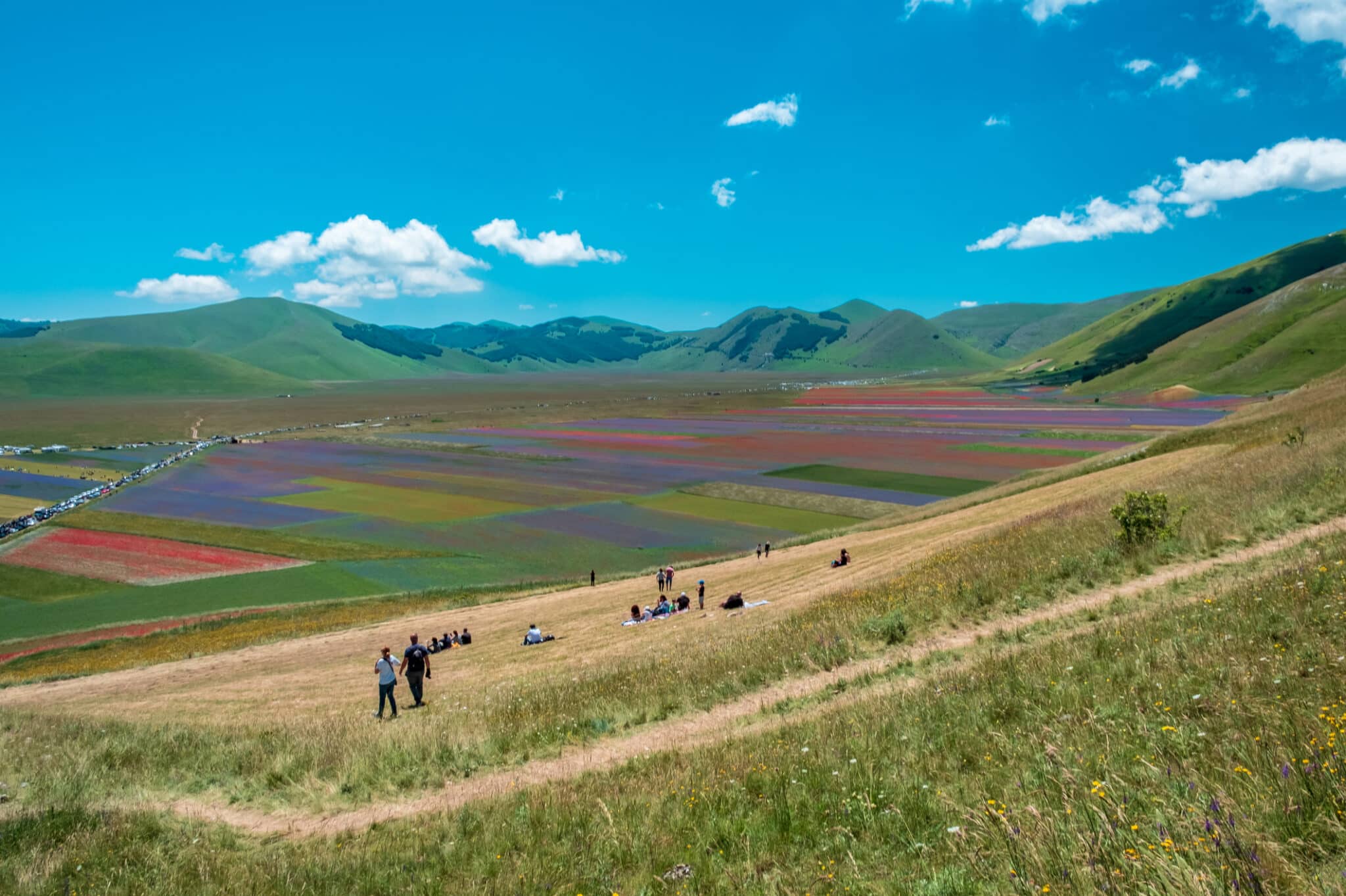 Castelluccio di Norcia 平原上盛开的扁豆。