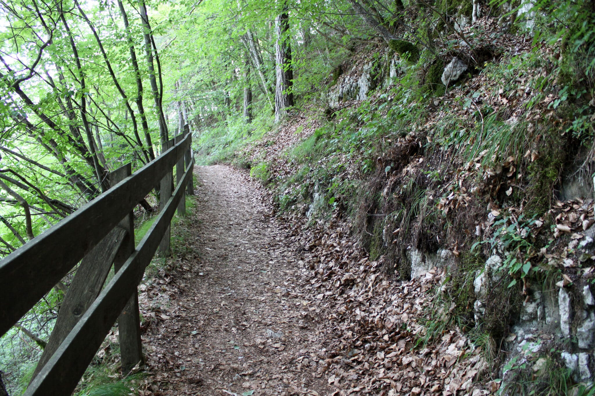 sentiero facile nel bosco, folgaria, italia. sentiero facile nel bosco, folgaria, trentino alto adige, italia settentrionale