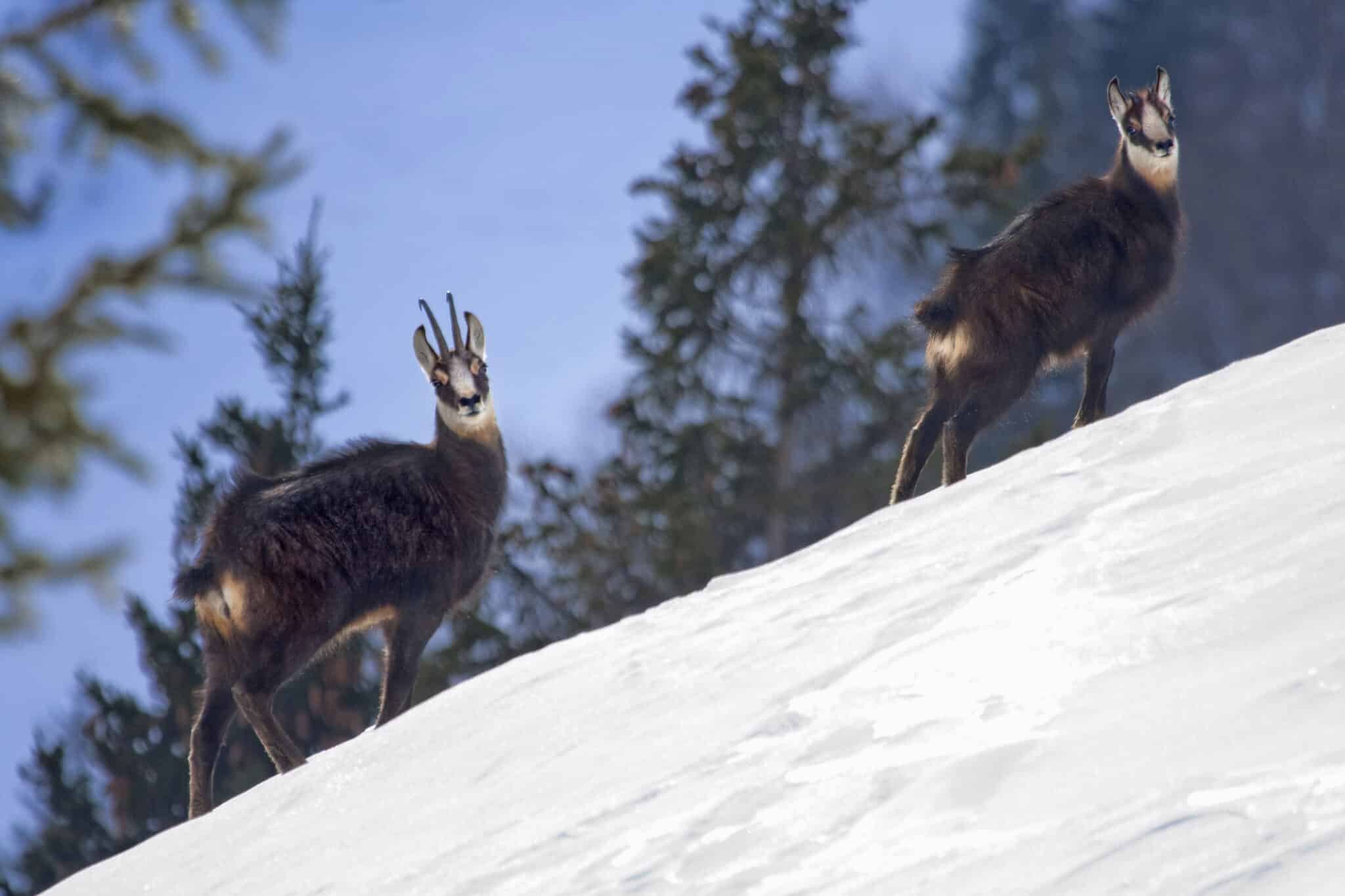 Camosci sulla neve tra gli alberi
