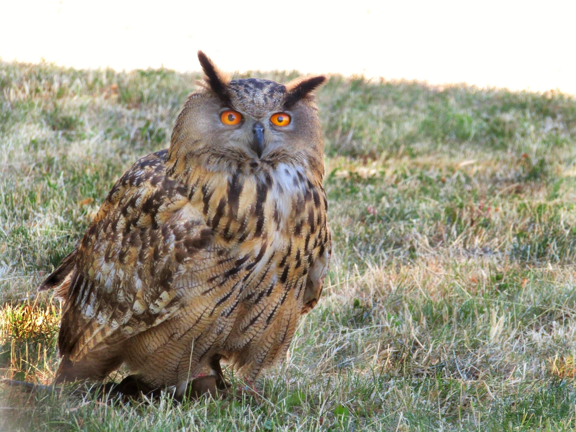 Gufo reale su prato con occhi arancioni brillanti