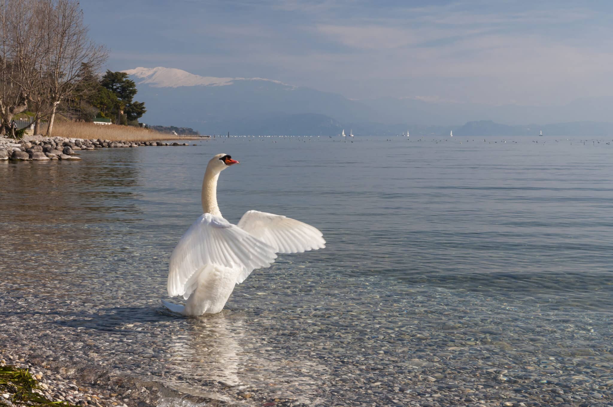 Cigno sul lago con montagne sfumate in lontananza
