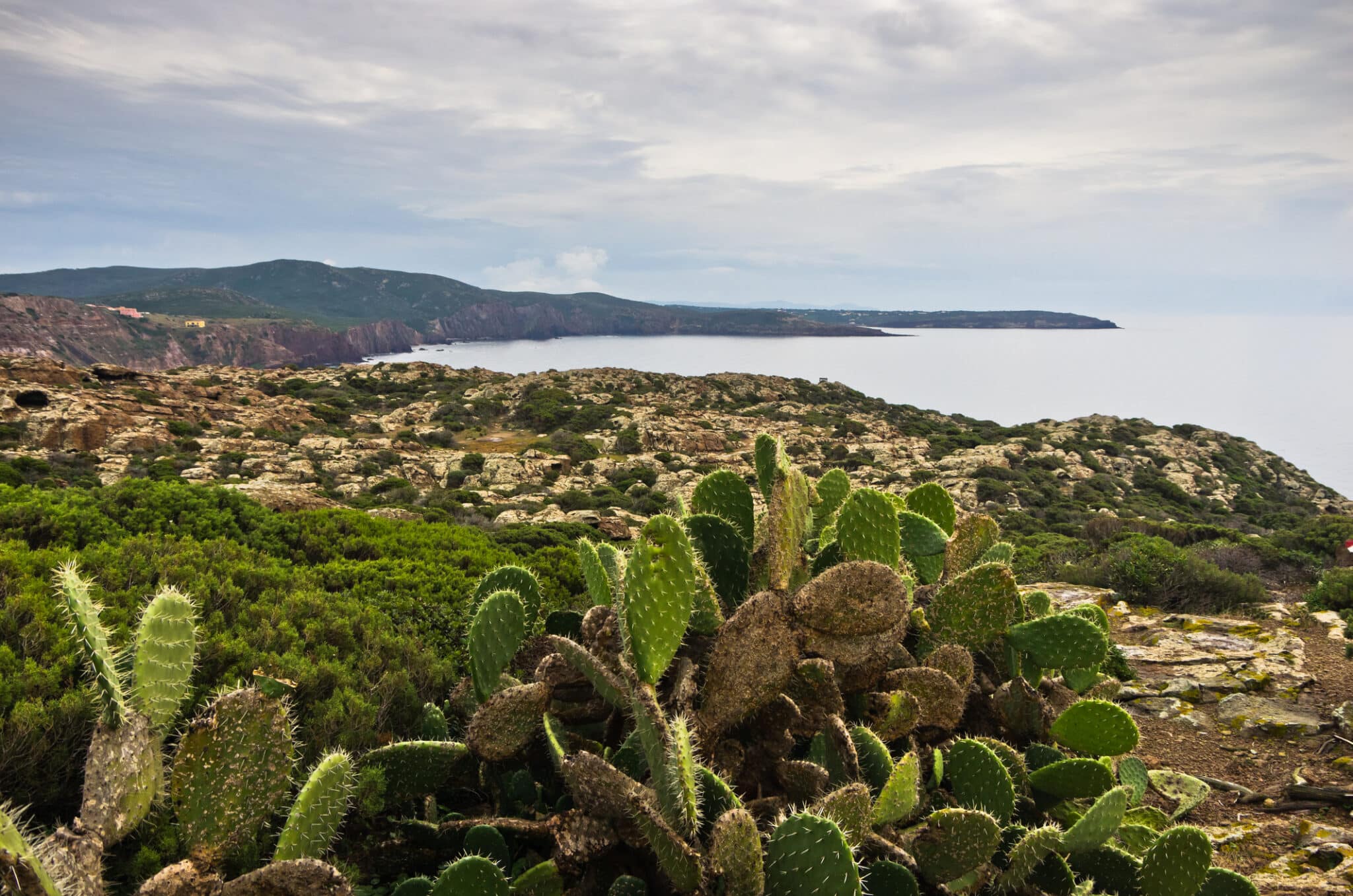 Costa rocciosa e cactus, paesaggio marittimo italiano